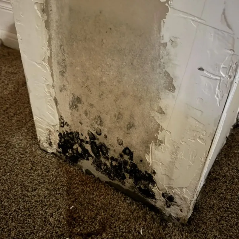 Professional Mold Removal in McAlmont, AR